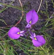 Image of Moraea tripetala subsp. tripetala