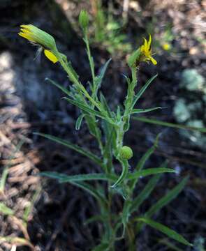 Image of zigzag silkgrass