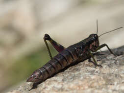 Слика од Booneacris glacialis (Scudder & S. H. 1862)