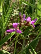 Image de Ophrestia oblongifolia (E. Mey.) H. M. L. Forbes