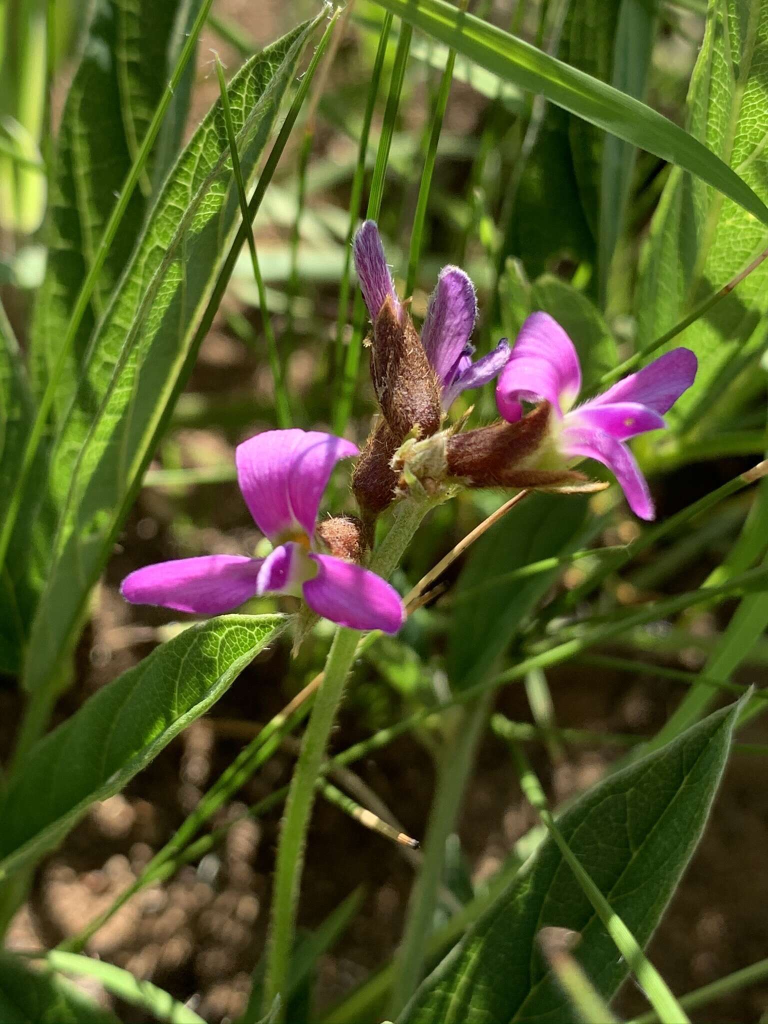 Image de Ophrestia oblongifolia (E. Mey.) H. M. L. Forbes