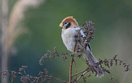 Image of Spot-breasted Parrotbill