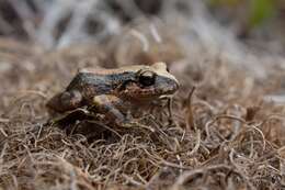 Image of Bogota Robber Frog