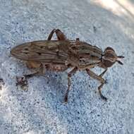 Salticella fasciata (Meigen 1830) resmi