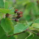 Imagem de Amelanchier ovalis subsp. ovalis