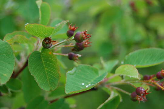 Слика од Amelanchier ovalis subsp. ovalis