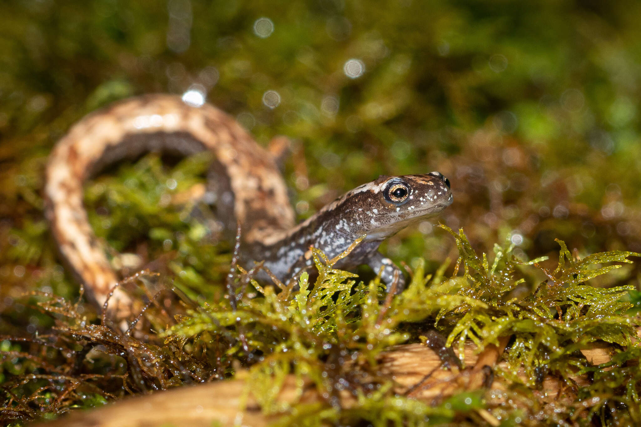 Image of Savage’s Worm Salamander