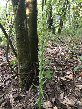 Plancia ëd Platanthera brevifolia (Greene) Senghas