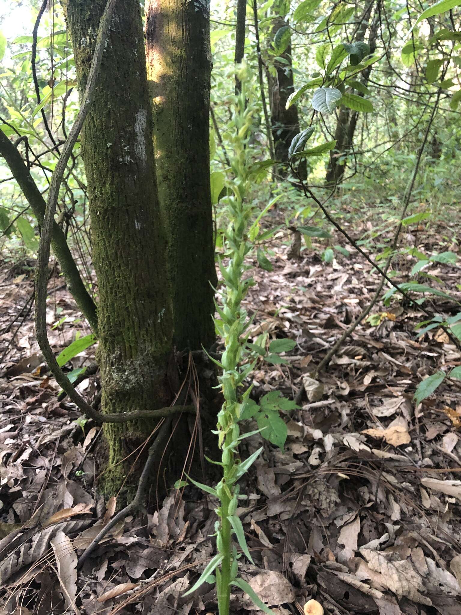 Image of Shortflowered bog orchid