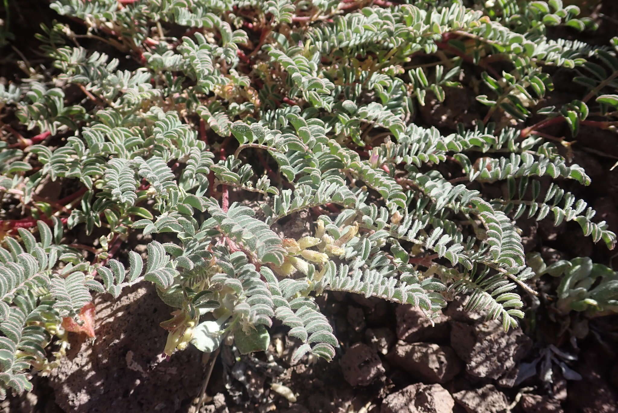 Astragalus lentiginosus var. ineptus (A. Gray) M. E. Jones的圖片