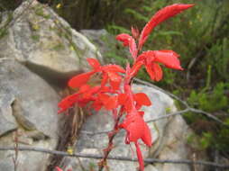 Image de Tritoniopsis caffra (N. E. Br.) Goldblatt & J. C. Manning