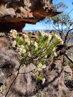 Image of Pimelea linifolia subsp. linoides (A. Cunn.) Threlfall