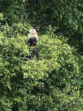 Image of white-faced capuchin