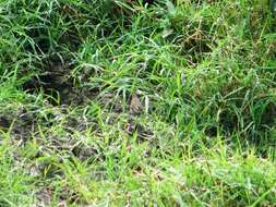 Image of waterthrush