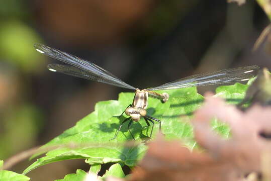 Image of Philoganga loringae Fraser 1927