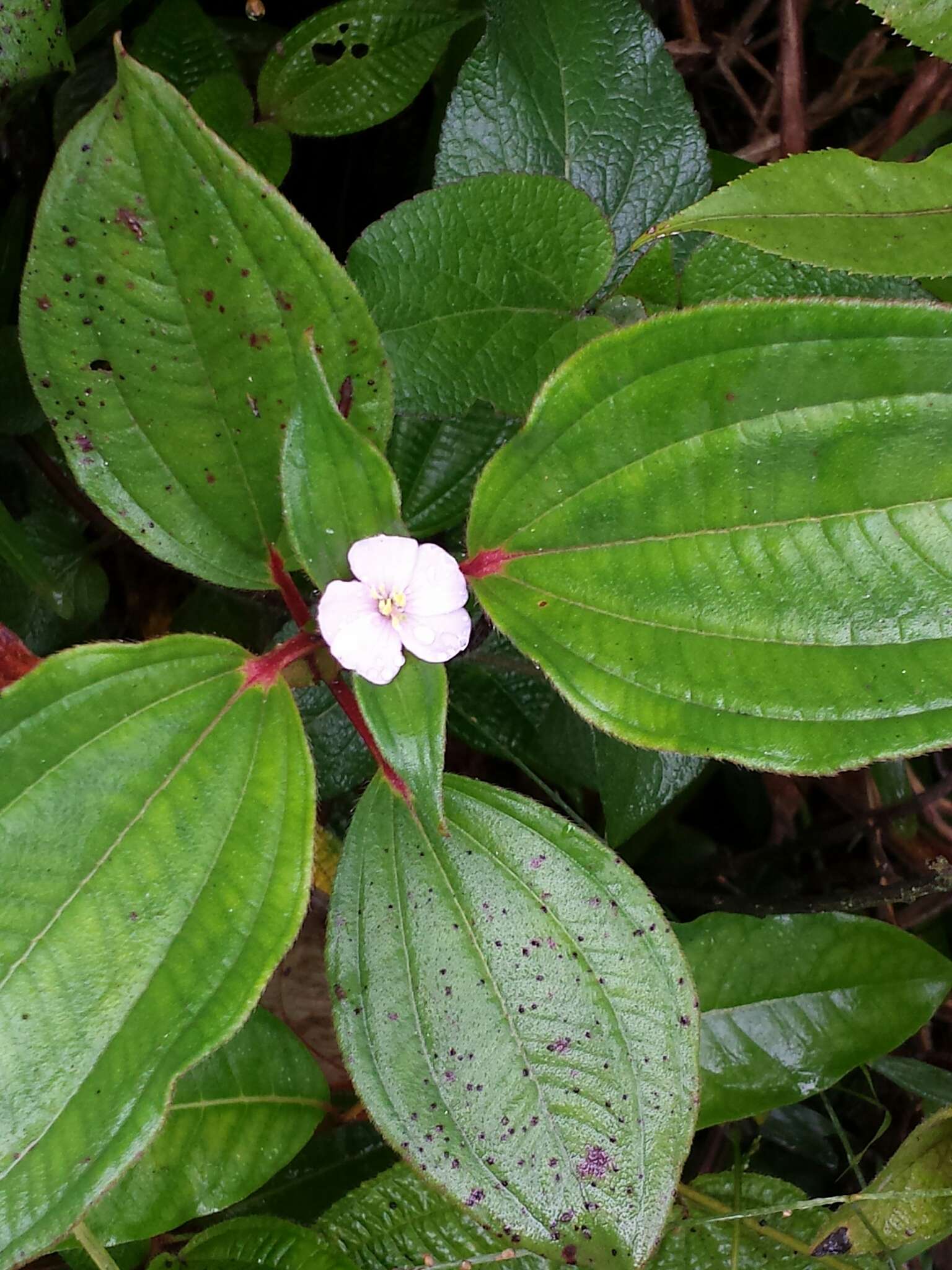 Imagem de Tristemma mauritianum J. F. Gmel.