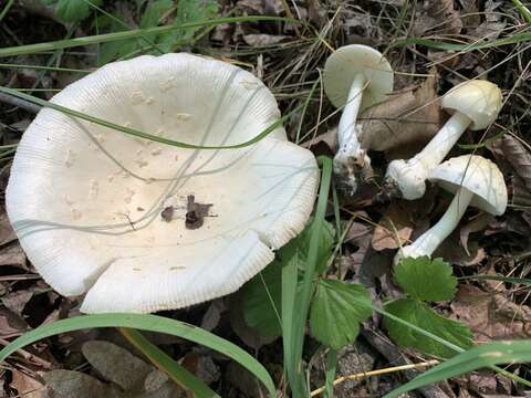 Imagem de Amanita albocreata (G. F. Atk.) E.-J. Gilbert 1941