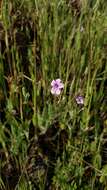 Imagem de Erodium botrys (Cav.) Bertol.