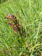 Image of Anacamptis palustris subsp. elegans (Heuff.) R. M. Bateman, Pridgeon & M. W. Chase