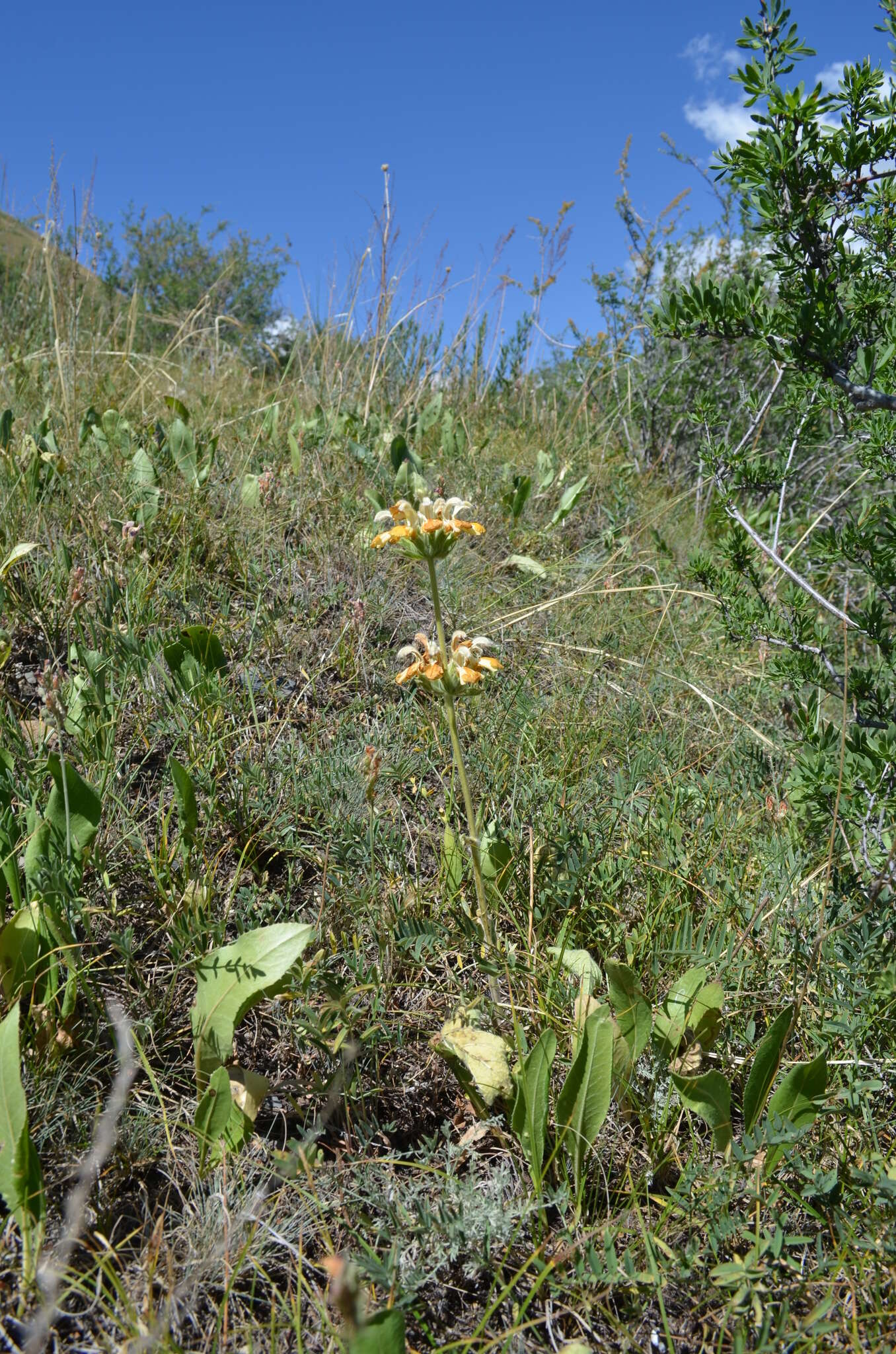 Image of Phlomoides goloskokovii Lazkov