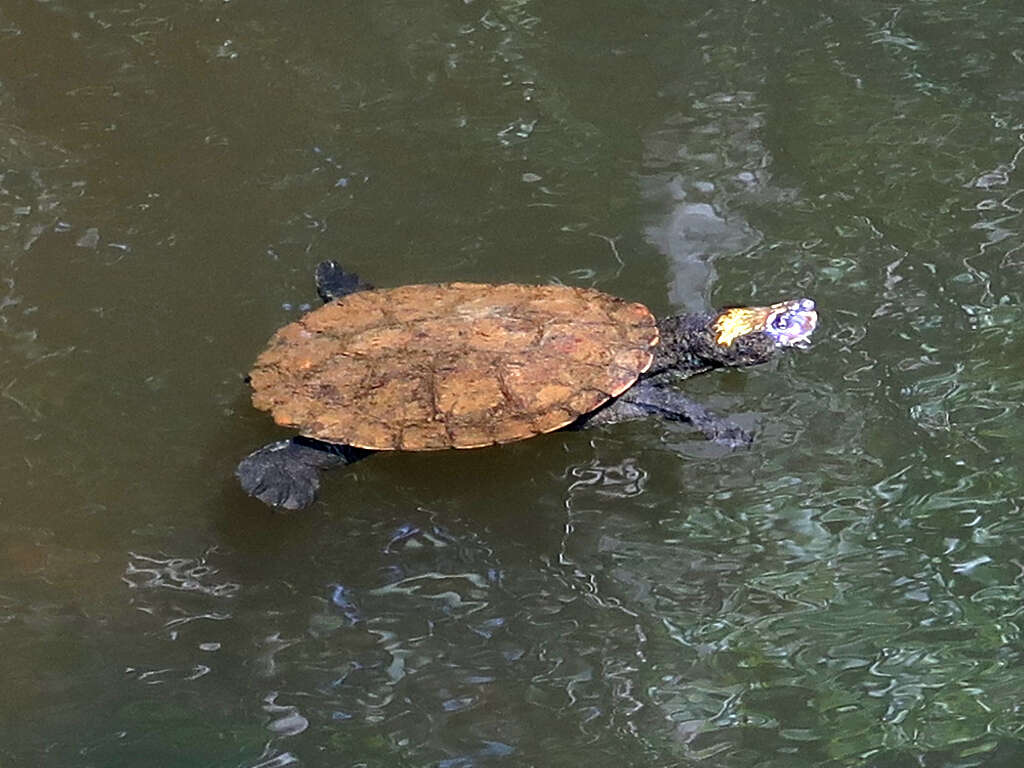 Sivun Myuchelys Thomson kuva