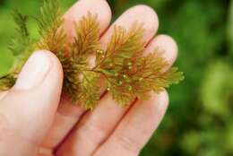 Imagem de Hymenophyllum hirtellum Sw.