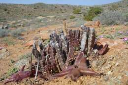 Image de Ceropegia pulvinata var. gariepensis (Pillans) Bruyns