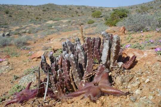 Image of Ceropegia pulvinata var. gariepensis (Pillans) Bruyns