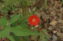 Слика од Ipomoea cristulata Hall. fil.