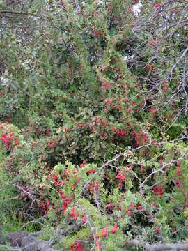 Image of Tropaeolum tricolor Sw.