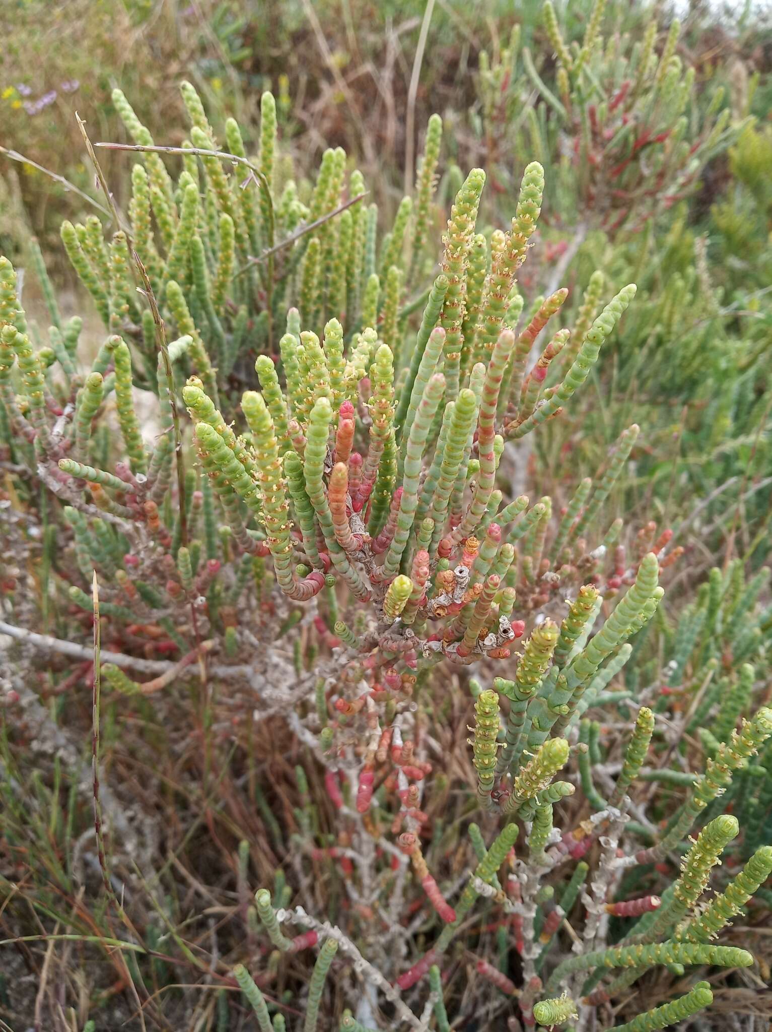 Image of Salicornia procumbens Sm.