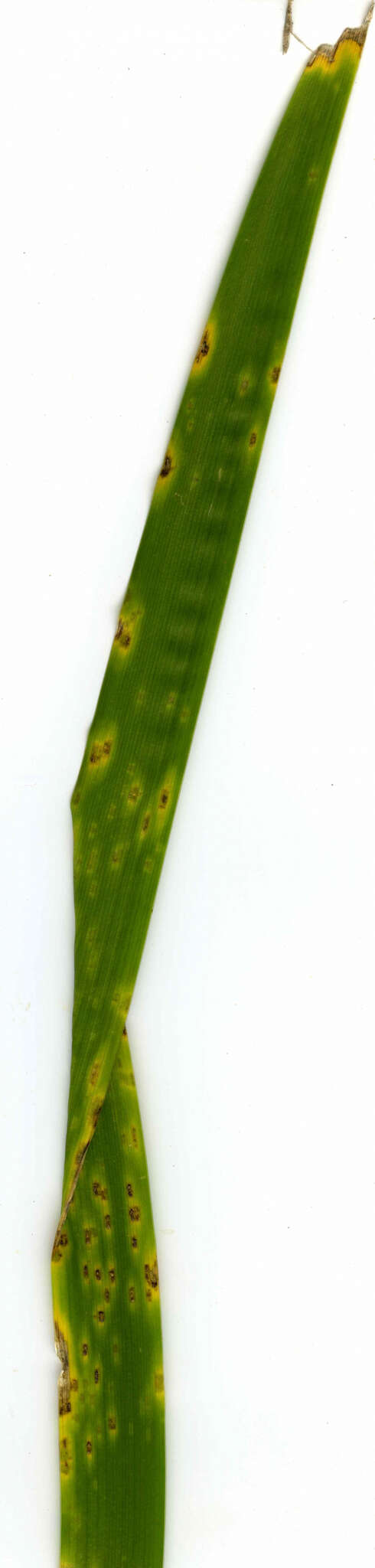 Image of Puccinia iridis Wallr. 1844