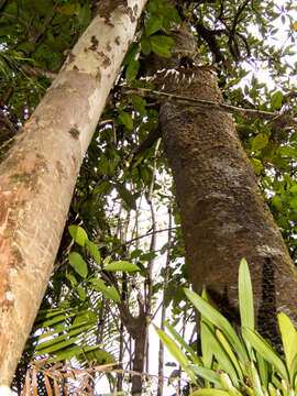 Image of mangrove