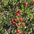 Image of <i>Phylica oleifolia</i>