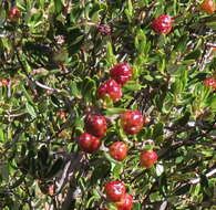 Image of <i>Phylica oleifolia</i>