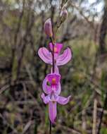 Calopogon pallidus Chapm.的圖片