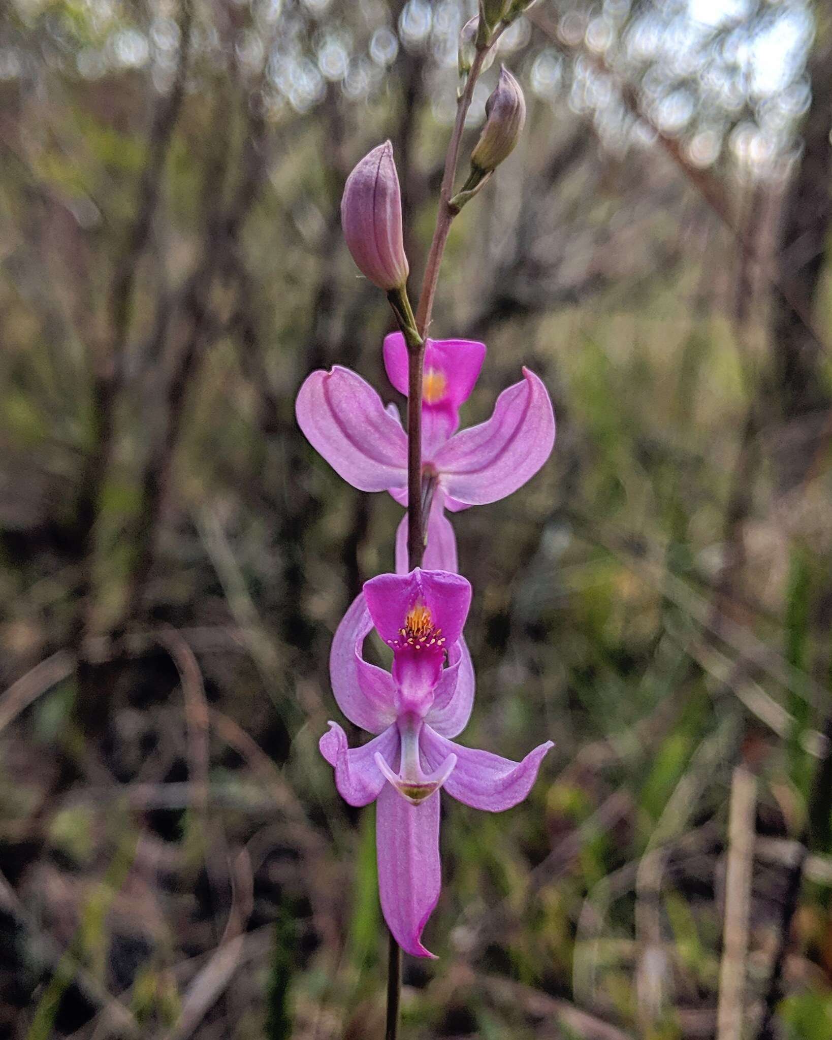 Calopogon pallidus Chapm.的圖片