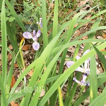 Image of zigzag iris