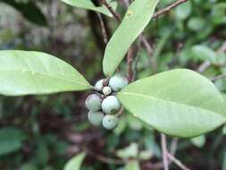 Image of Litsea rotundifolia (Nees) Hemsl.