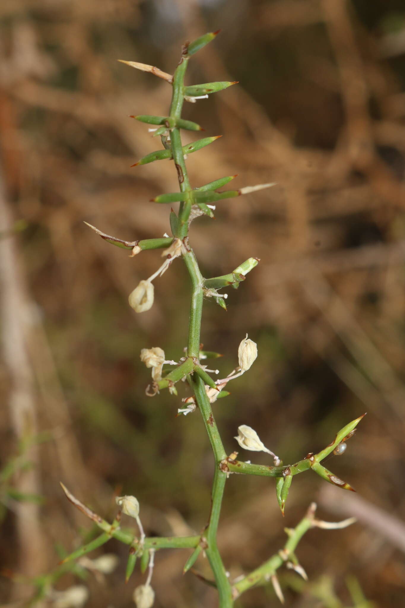 Imagem de Asparagus aphyllus subsp. orientalis (Baker) P. H. Davis