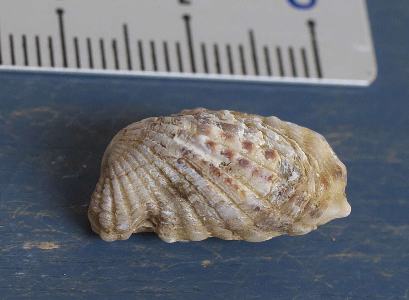 Image of Wrinkled Cardita