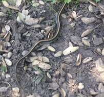 Image of Aquatic Gartersnake