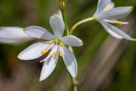 Image of St. Bernard’s lily