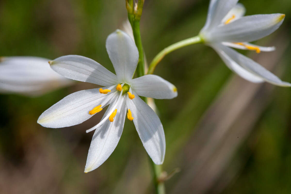 Image of St. Bernard’s lily