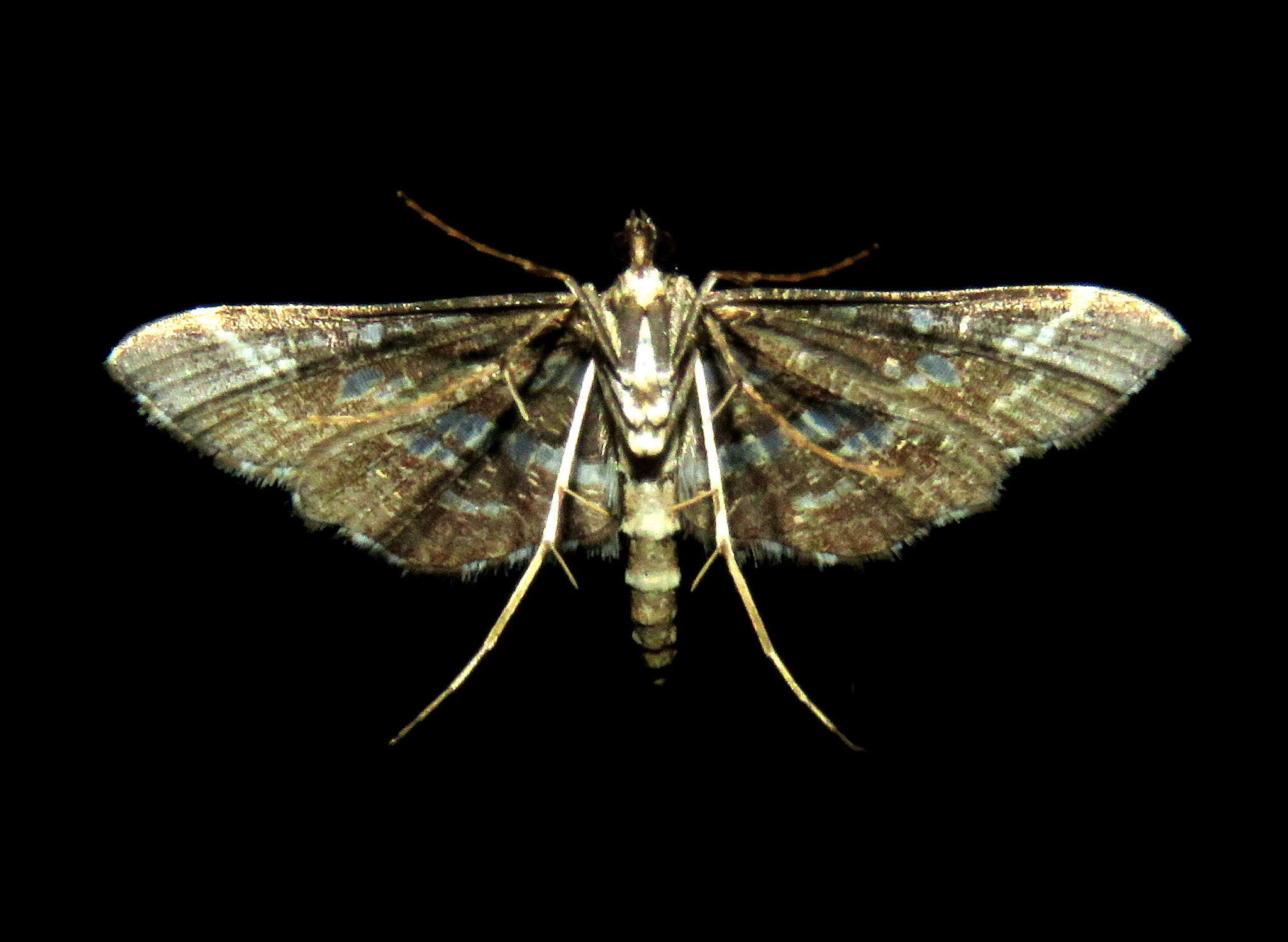 Image of Diasemiopsis ramburialis Duponchel 1834