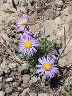 Imagem de Erigeron poliospermus A. Gray