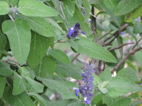 Salvia melissodora Lag. resmi