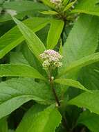 Image of Spotted Trumpetweed