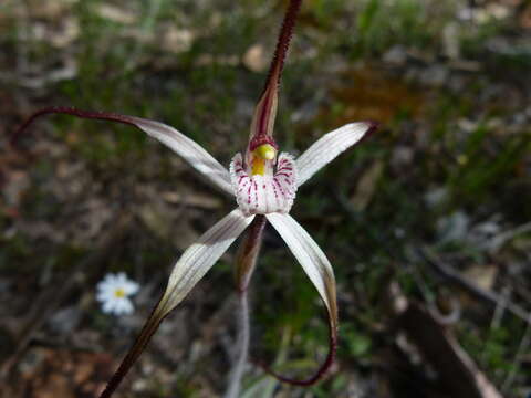 Caladenia microchila Hopper & A. P. Br. resmi