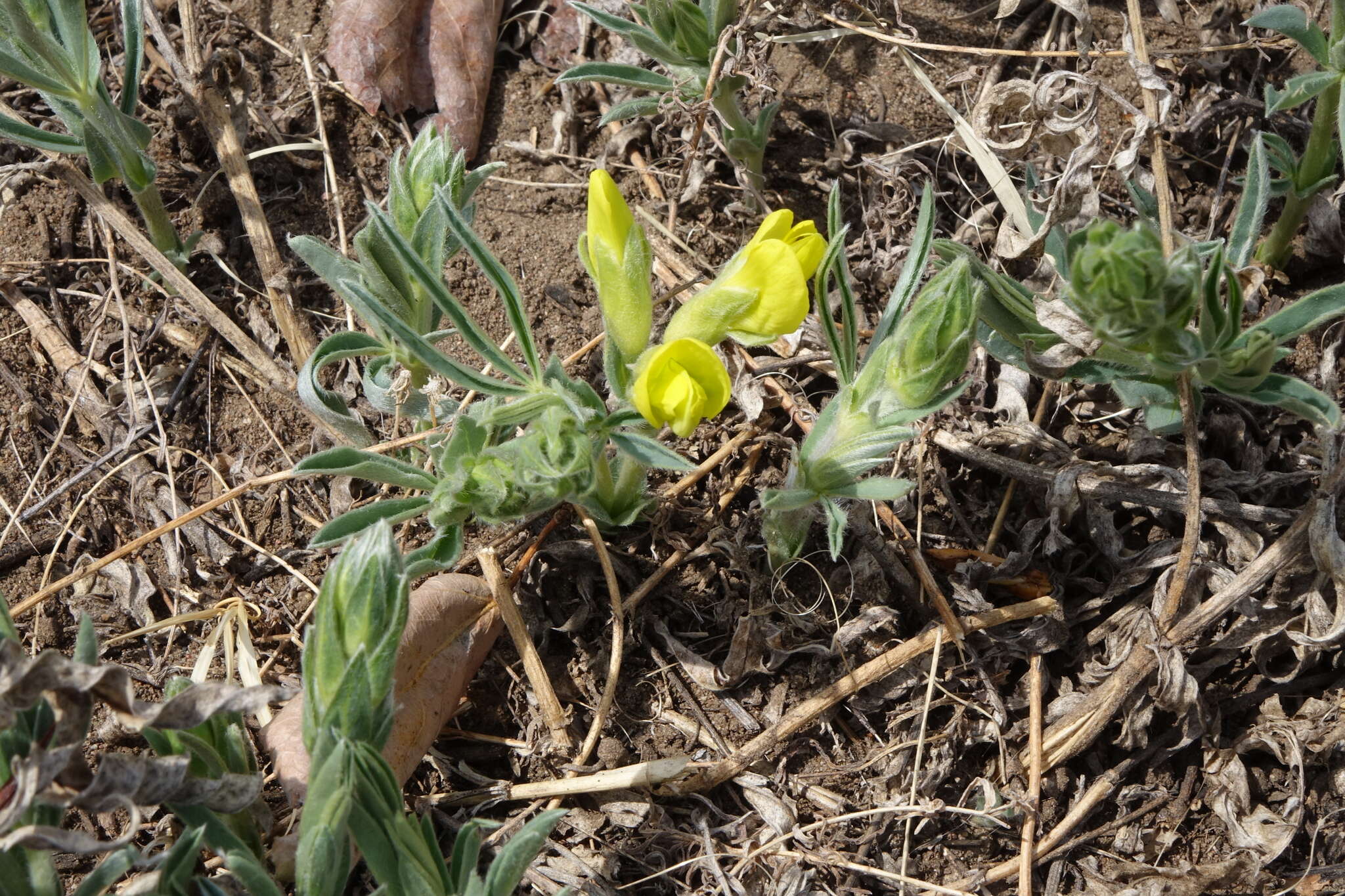 Image of Thermopsis mongolica Czefr.